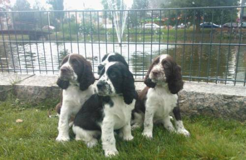 Puppies travelling in Forssa